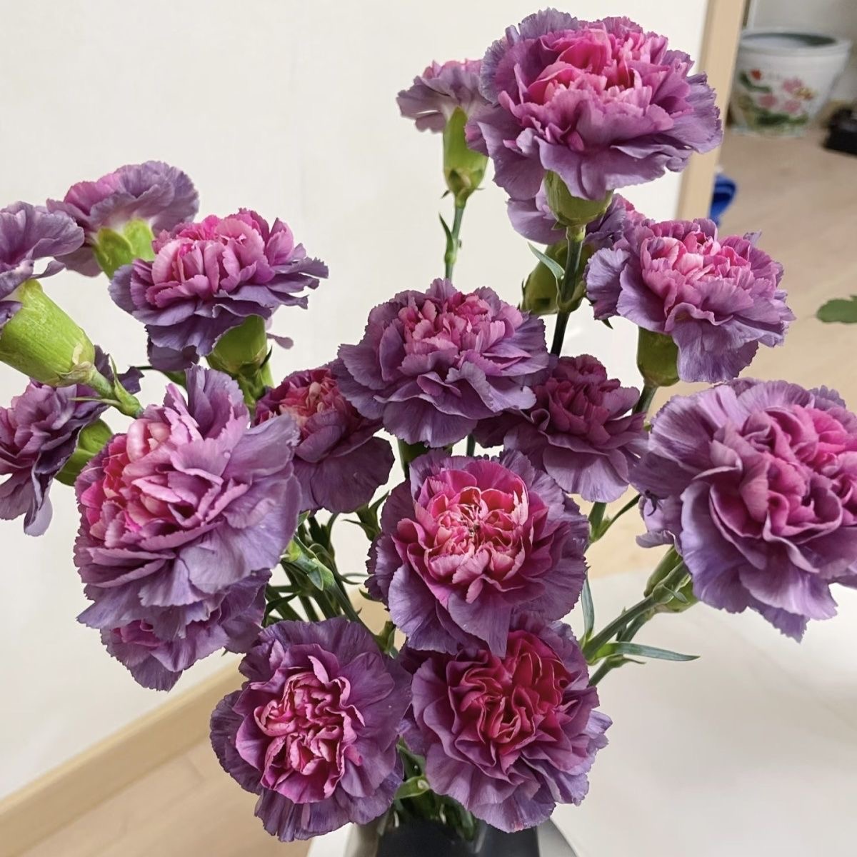 Carnation Seeds color deep purple