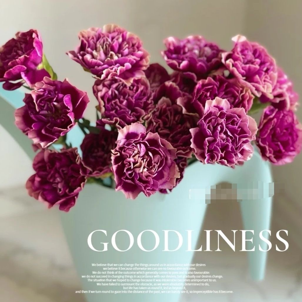 Carnation Seeds color deep purple