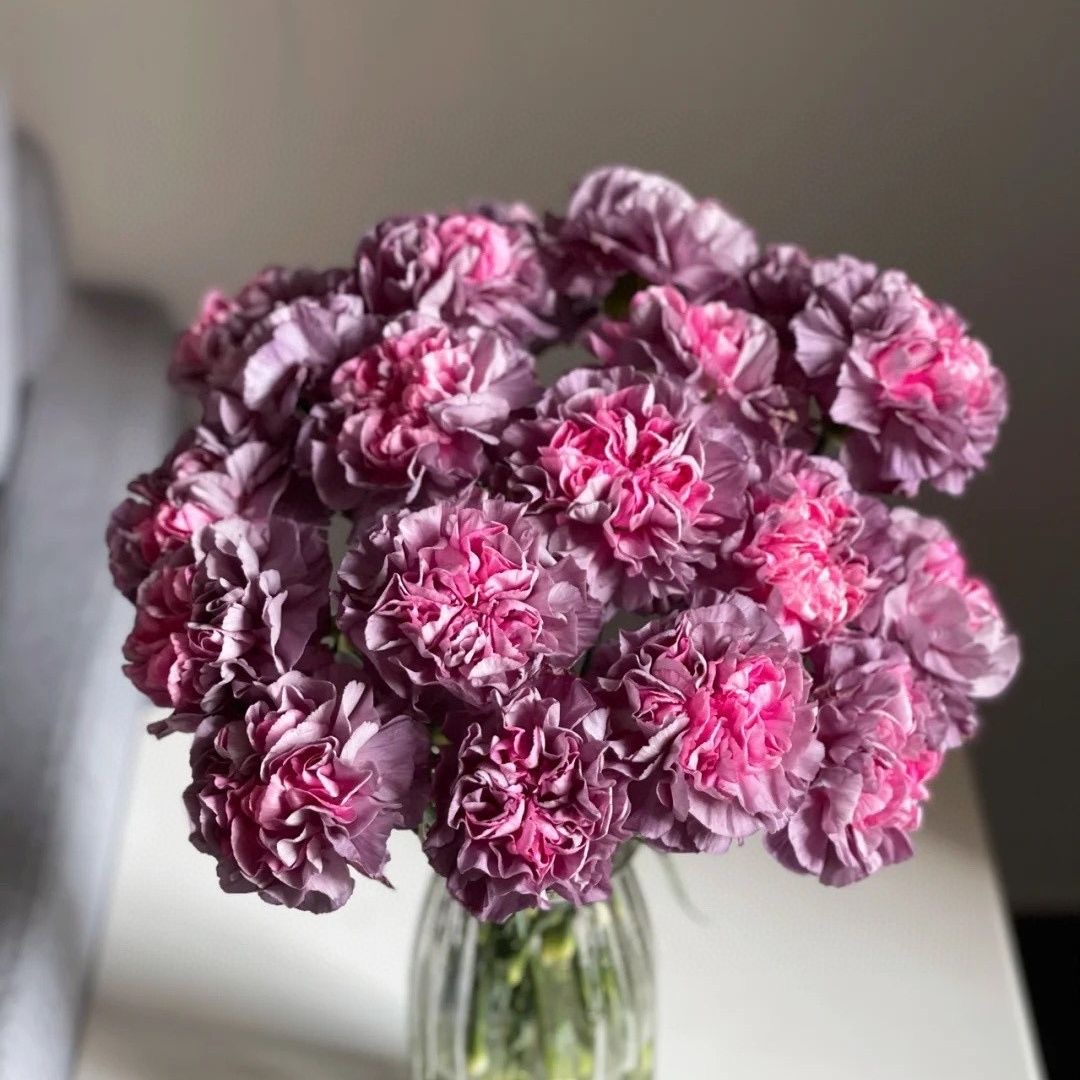 Carnation Seeds color deep purple