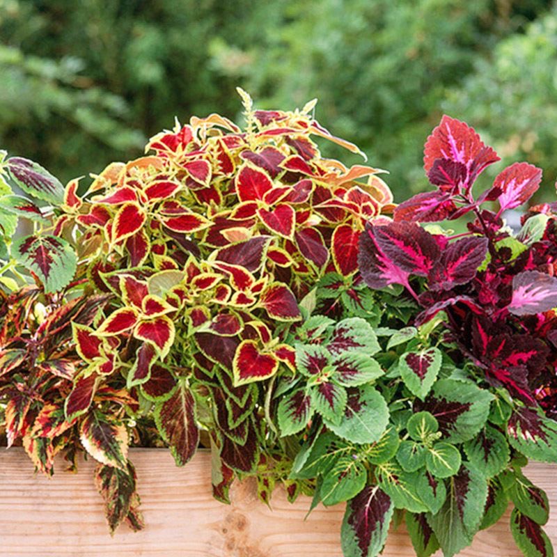 Coleus Seeds color mixing