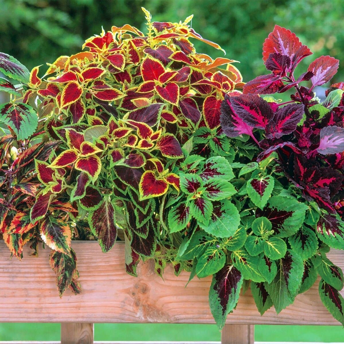 Coleus