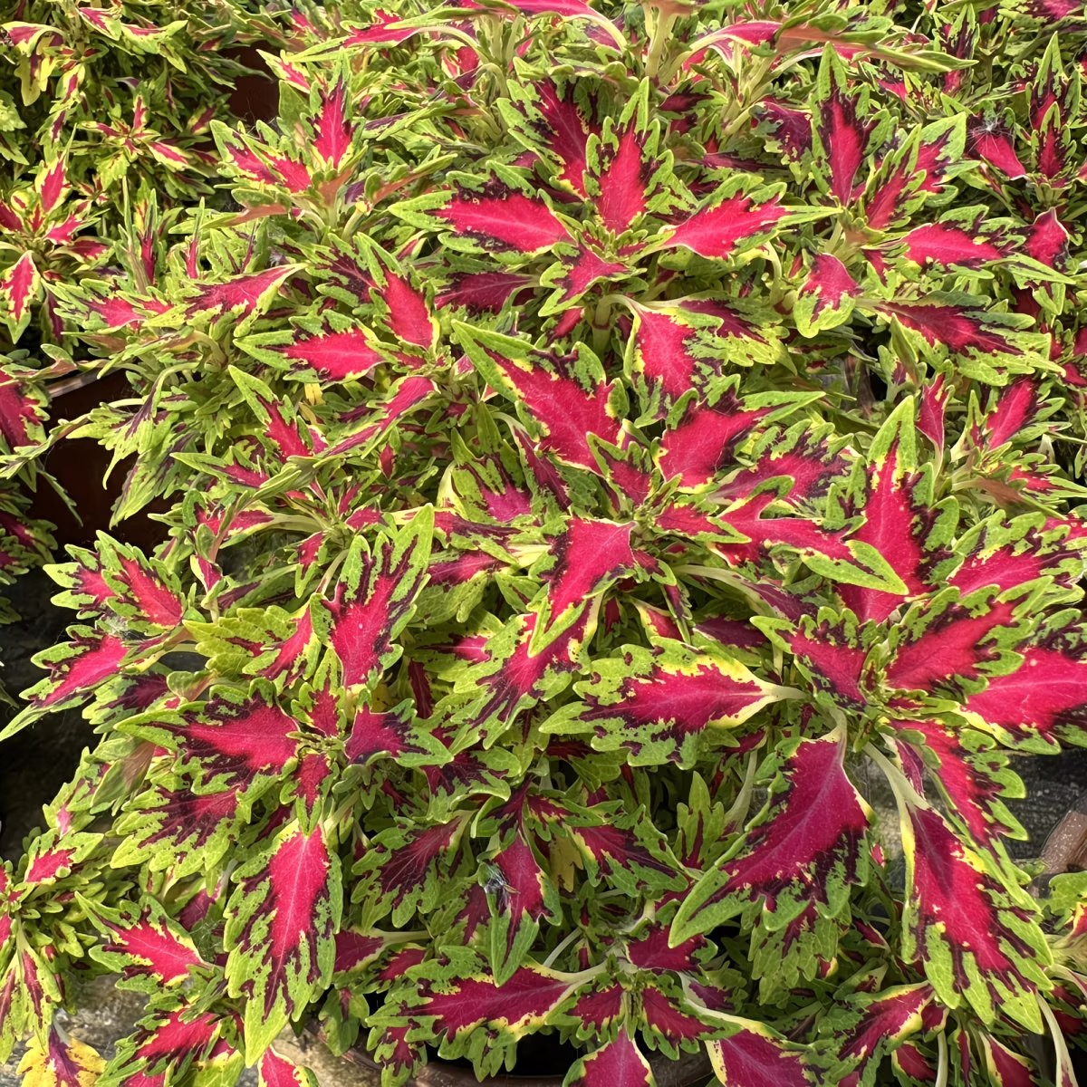 Coleus Seeds color mixing