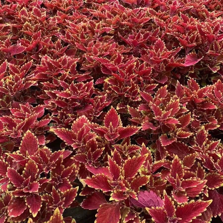 Coleus Seeds flame color red