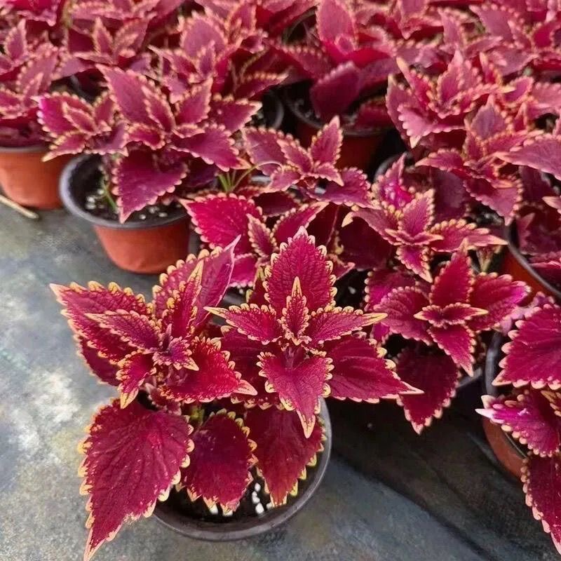 Coleus Seeds flame color red