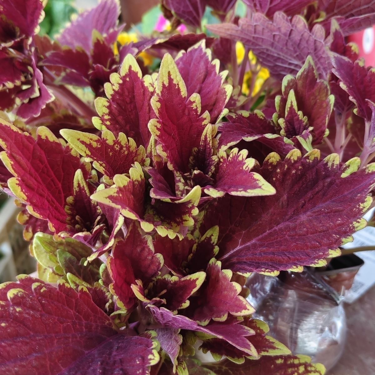 Coleus Seeds flame color red