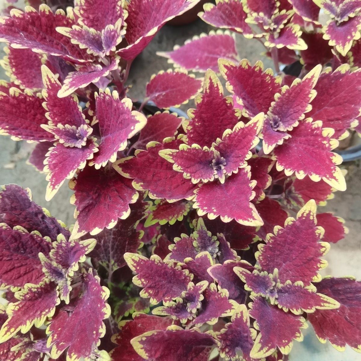 Coleus Seeds flame color red