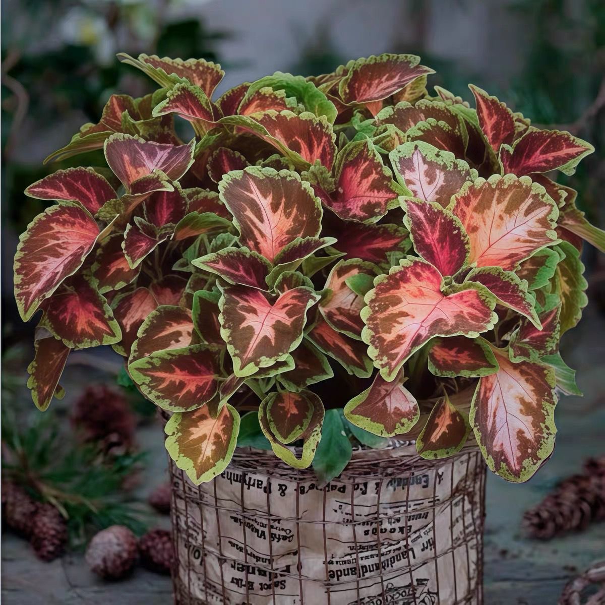 Coleus Seeds coral color Brown in the middle, green edge