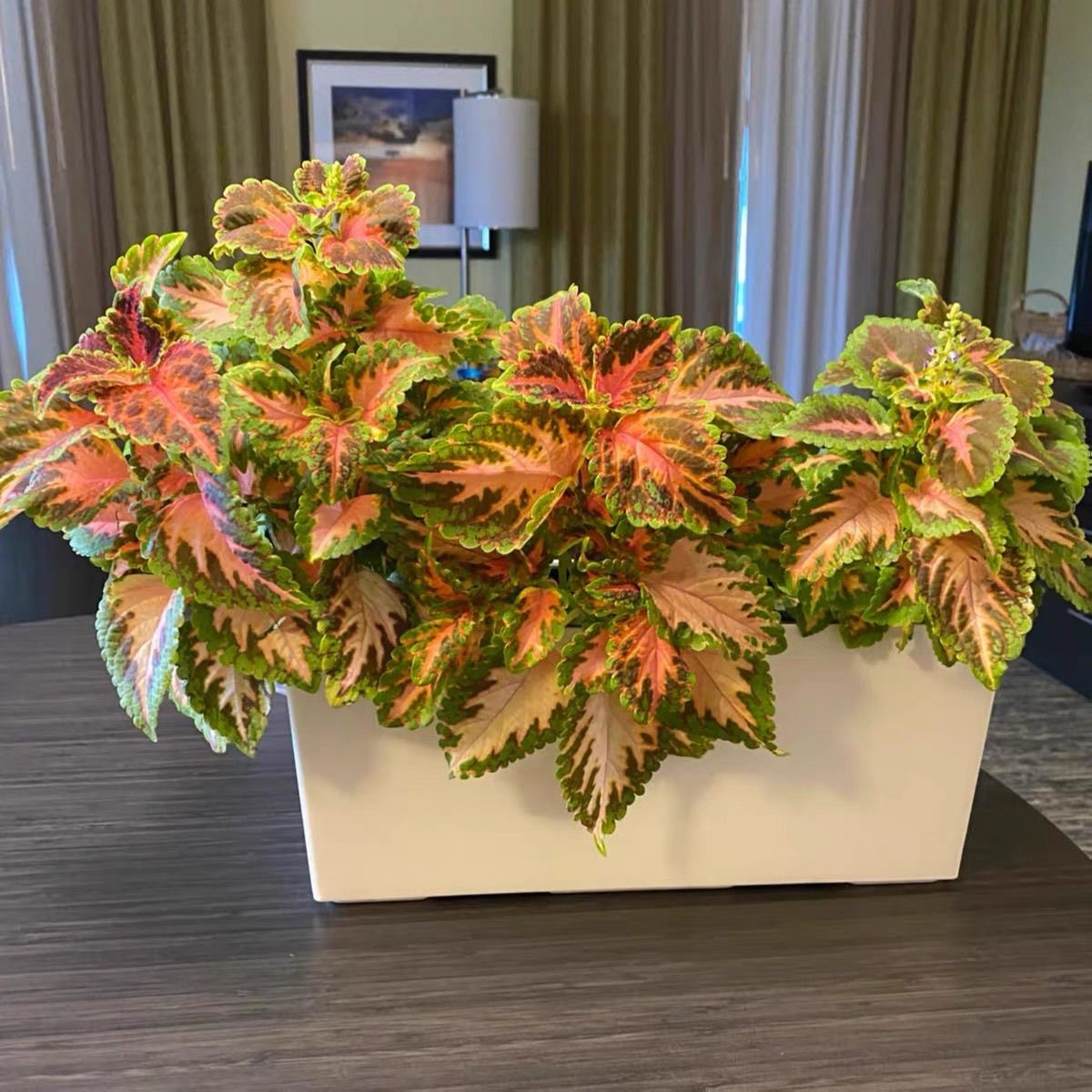 Coleus Seeds coral color Brown in the middle, green edge