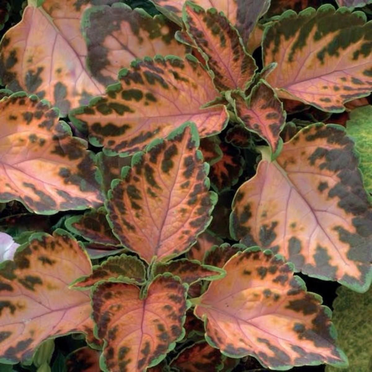 Coleus Seeds coral color Brown in the middle, green edge