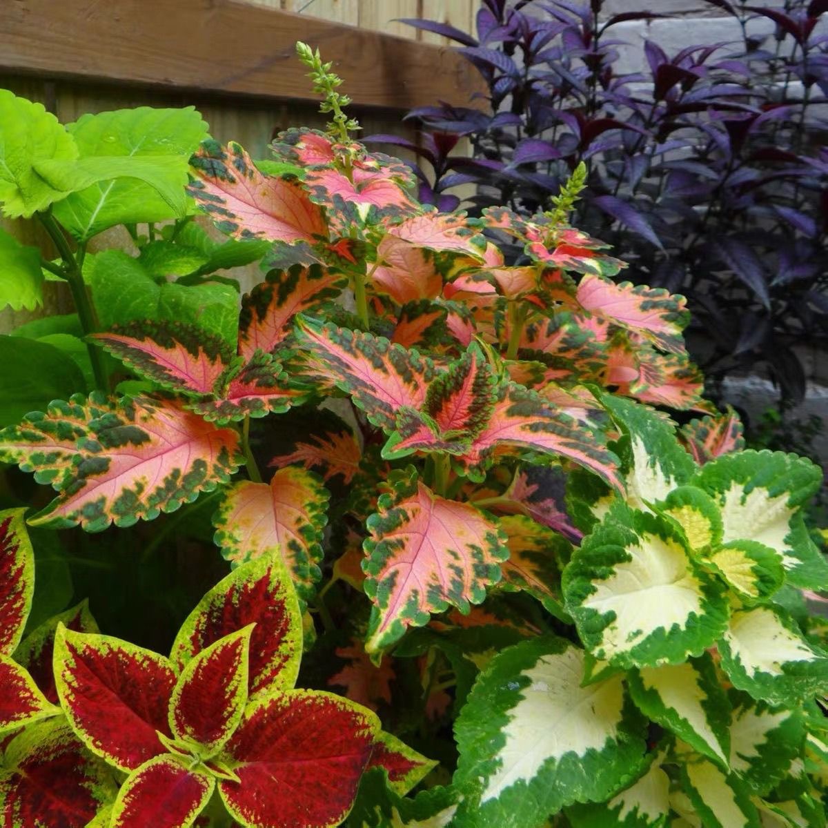 Coleus Seeds coral color Brown in the middle, green edge