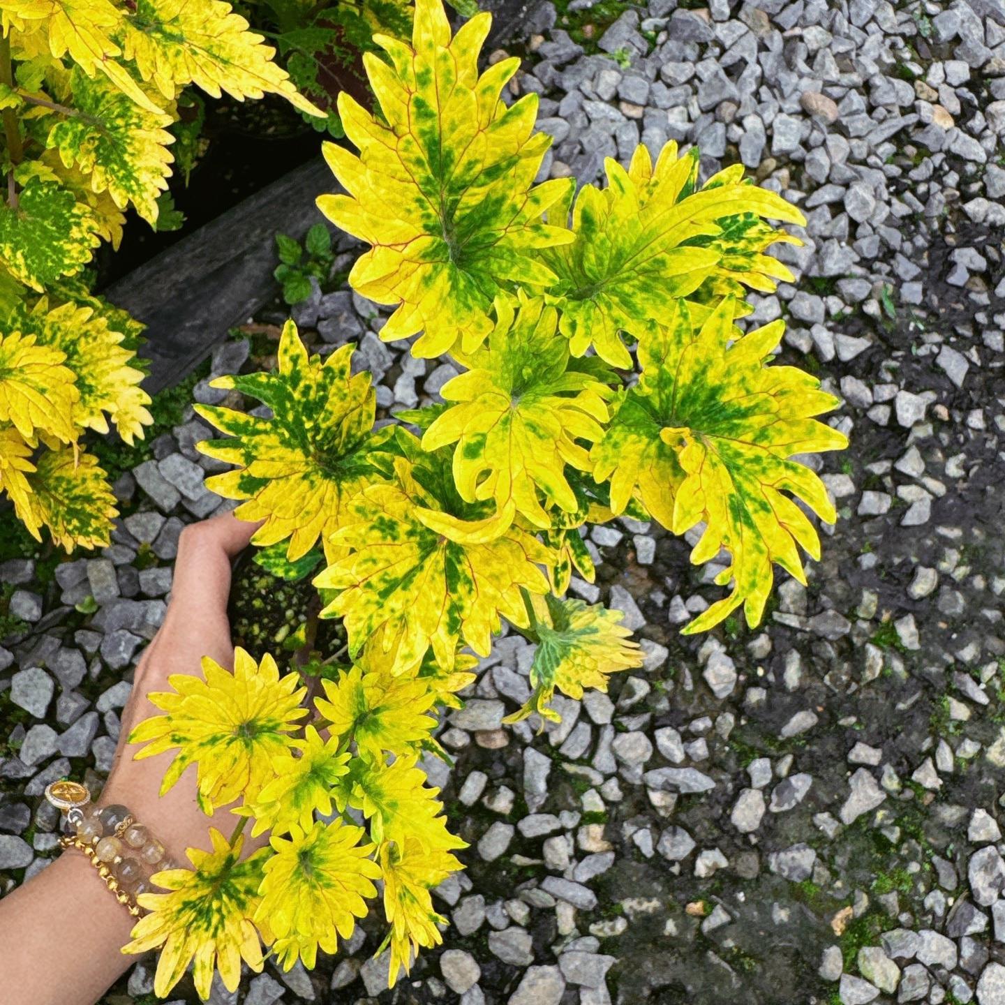 Coleus Seeds  color Green Center. yellow border