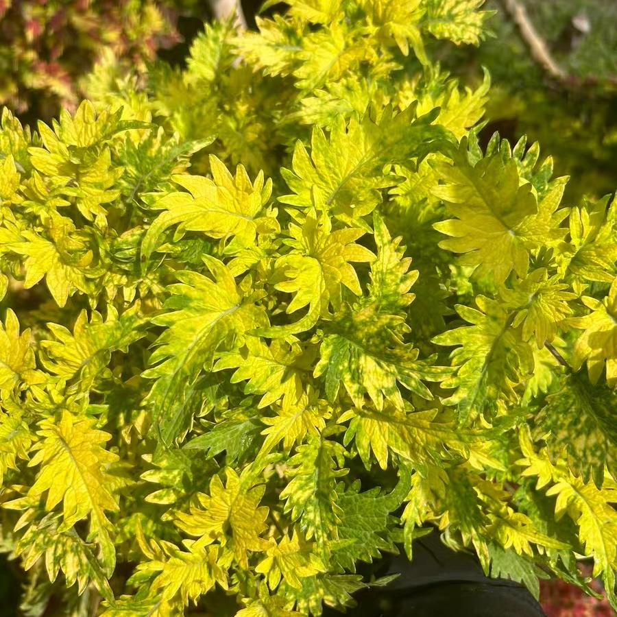 Coleus Seeds  color Green Center. yellow border
