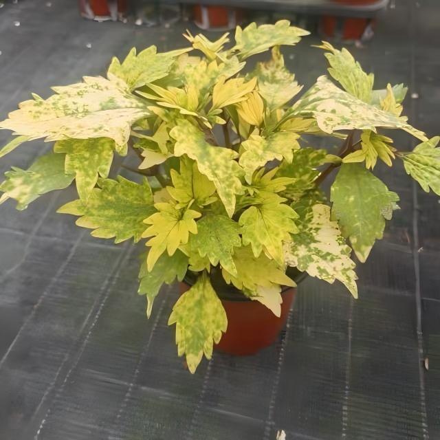 Coleus Seeds  color Green Center. yellow border
