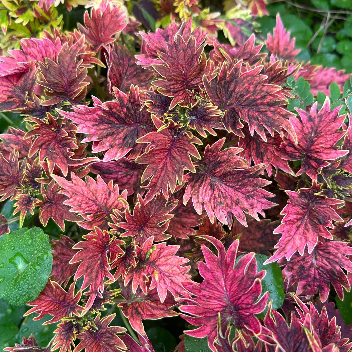 Coleus Seeds color Red center with yellow border