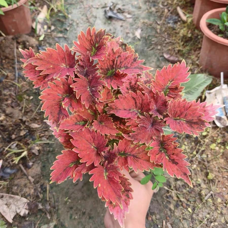 Coleus Seeds color Red center with yellow border