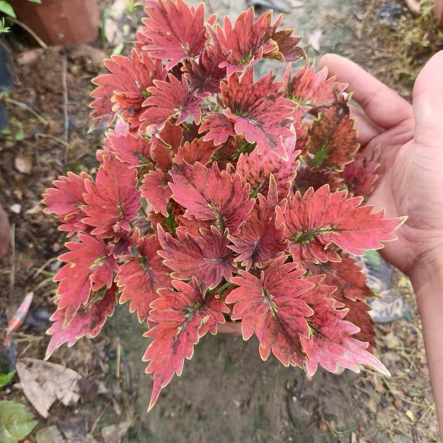 Coleus Seeds color Red center with yellow border