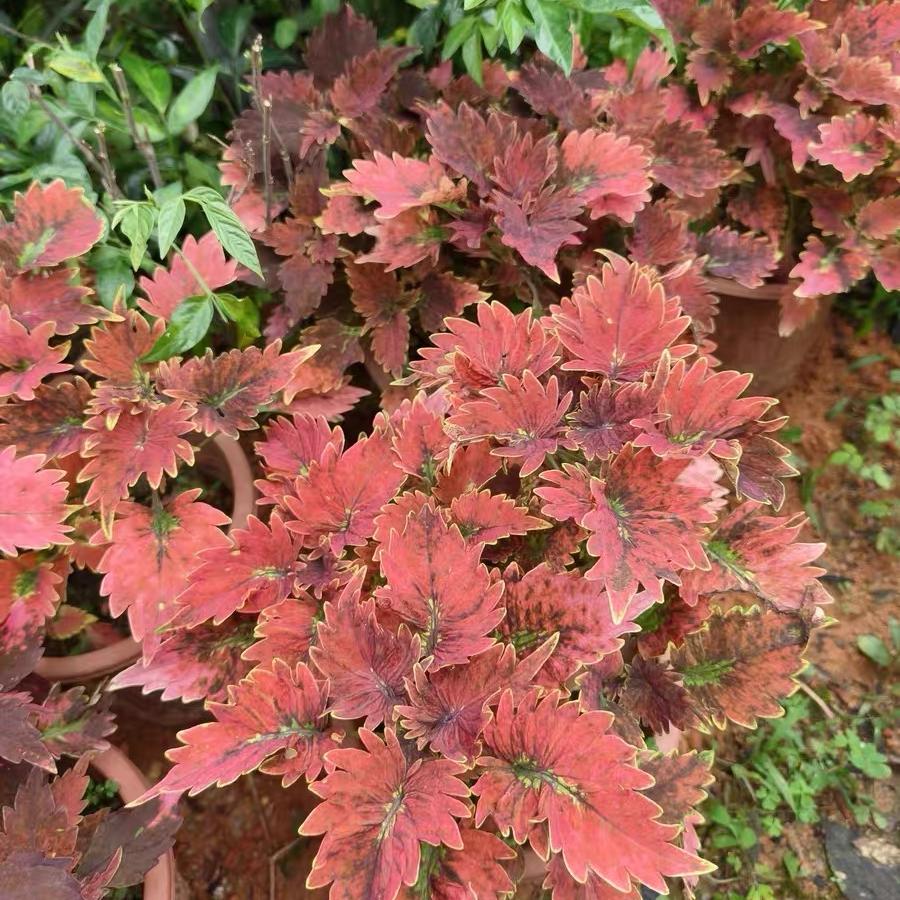 Coleus Seeds color Red center with yellow border