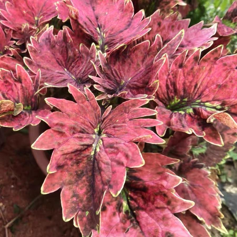 Coleus Seeds color Red center with yellow border
