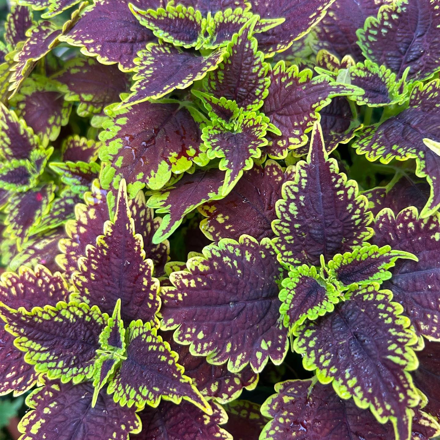 Coleus Seeds color mixing
