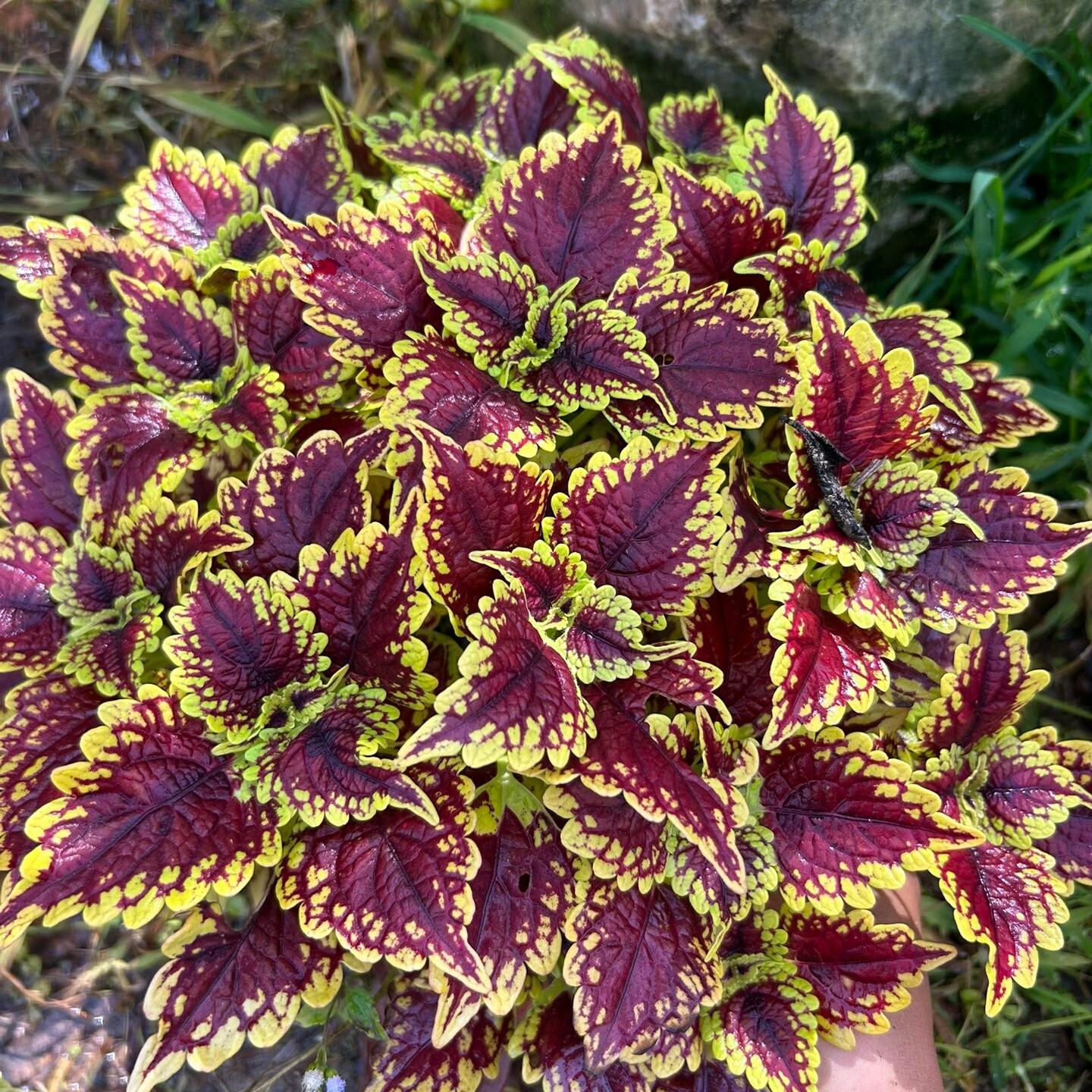 Coleus Seeds  color Purple center with yellow edge