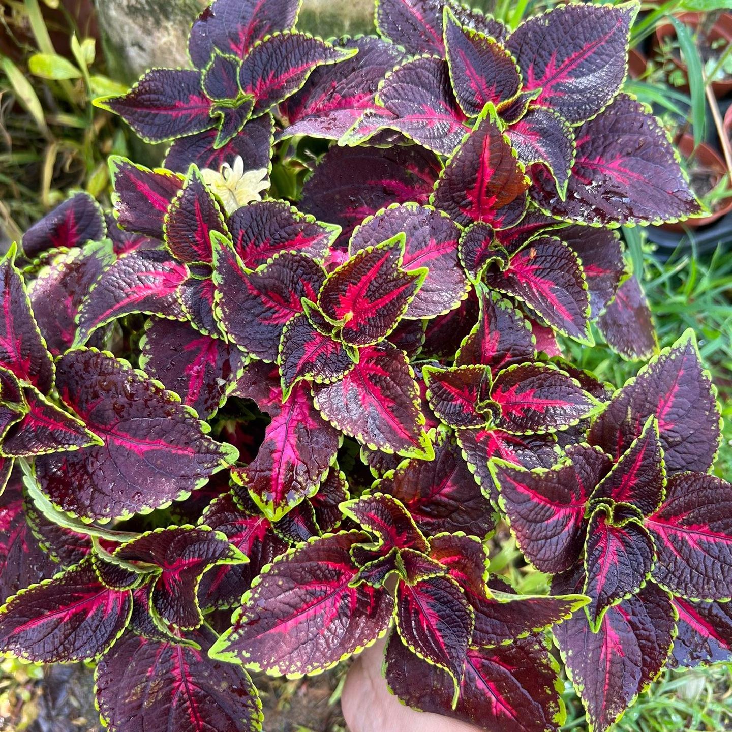 Coleus Seeds  color Purple center with yellow edge