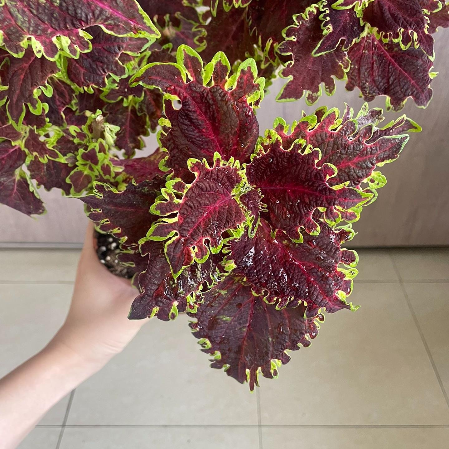 Coleus Seeds  color Purple center with yellow edge