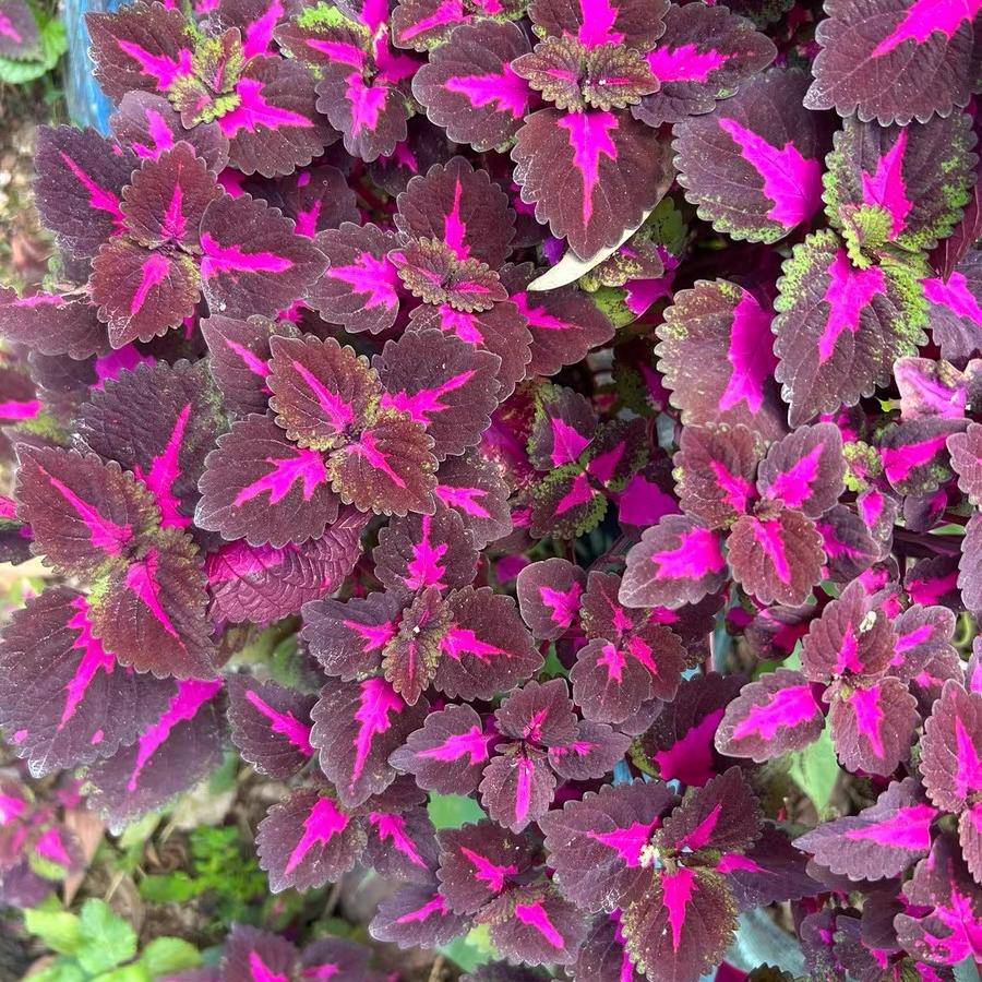 Coleus Seeds  color Red center, purple border