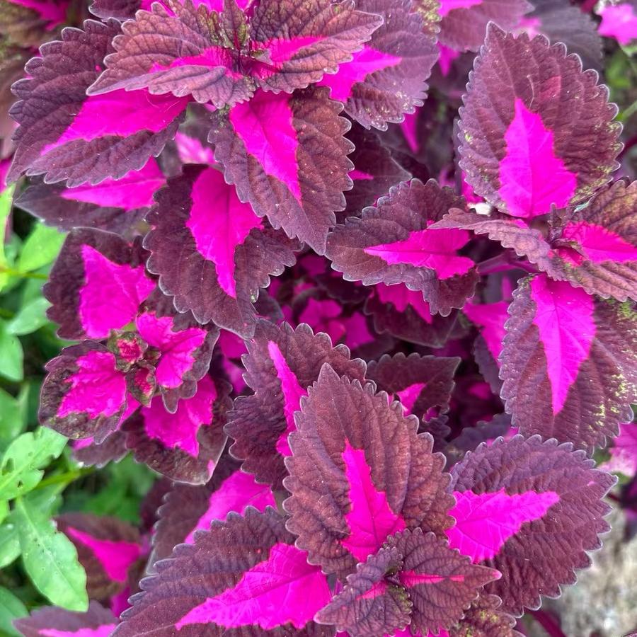 Coleus Seeds  color Red center, purple border