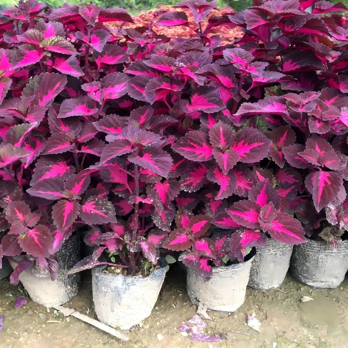 Coleus Seeds  color Red center, purple border