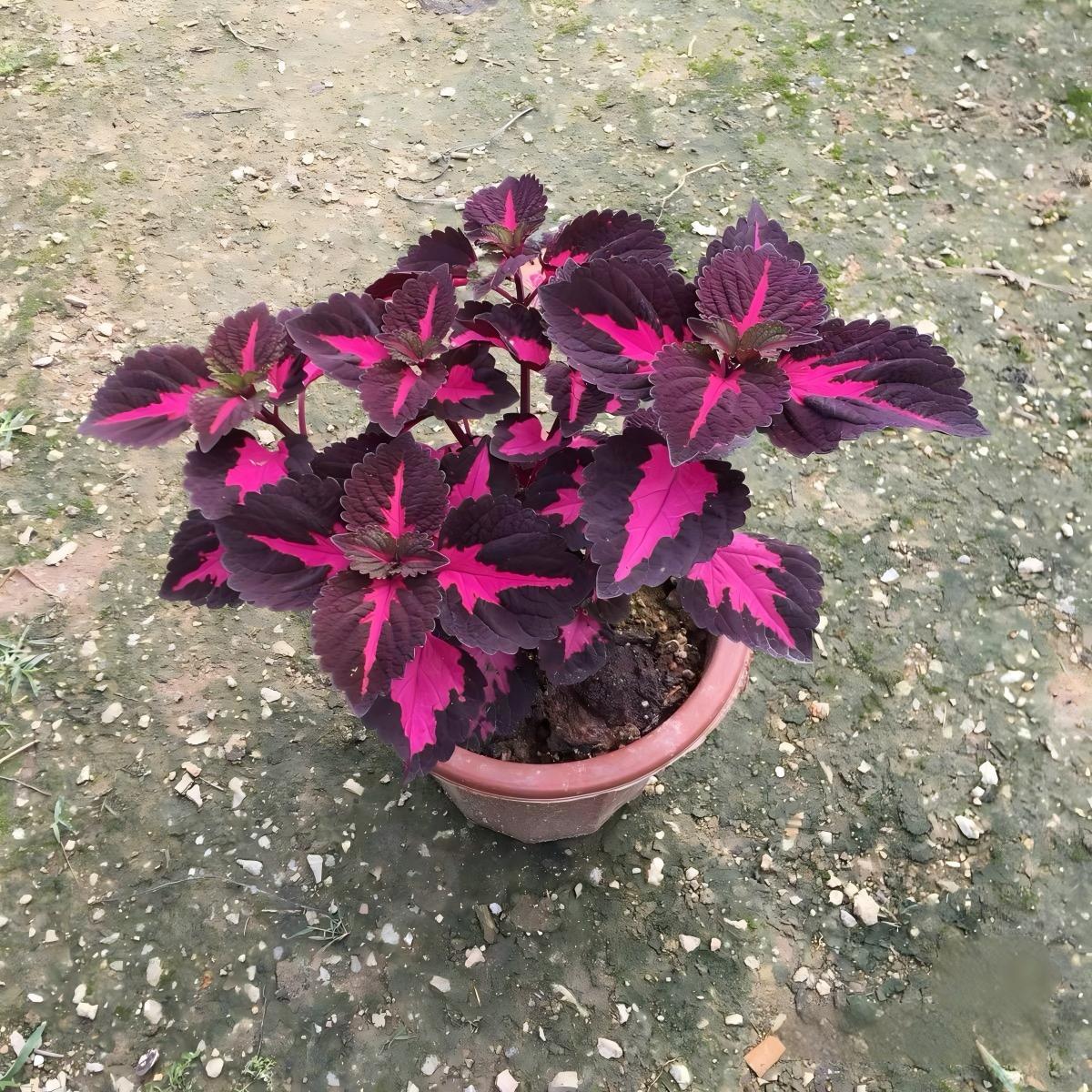 Coleus Seeds  color Red center, purple border