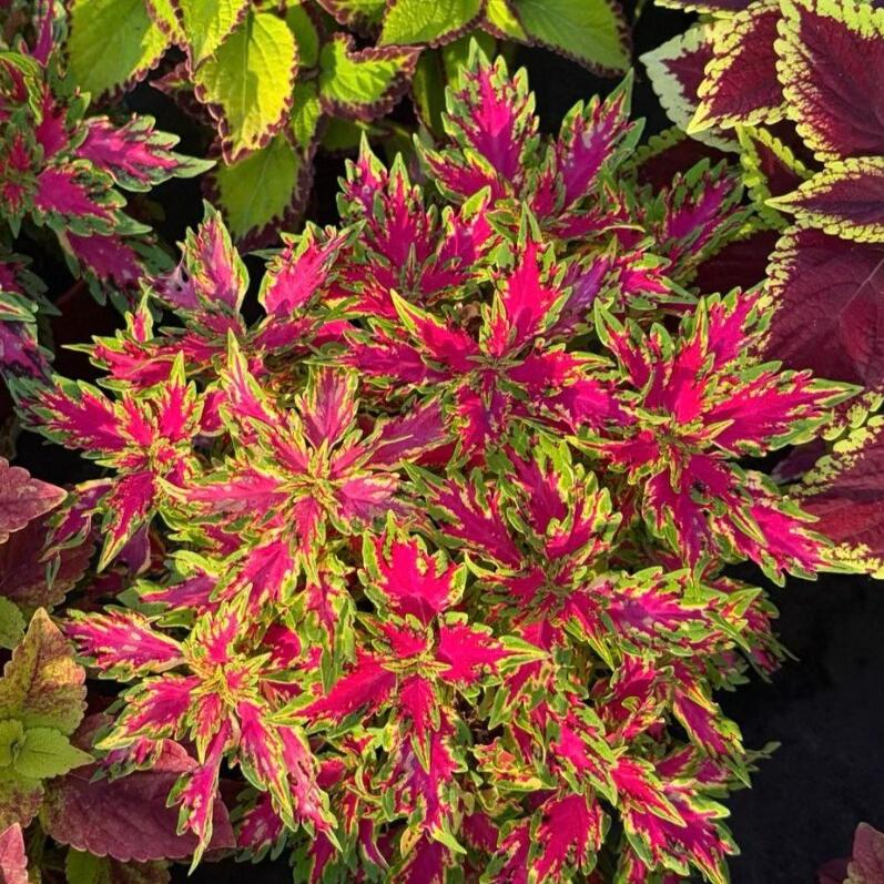 Coleus Seeds Butterfly color Red center green edge