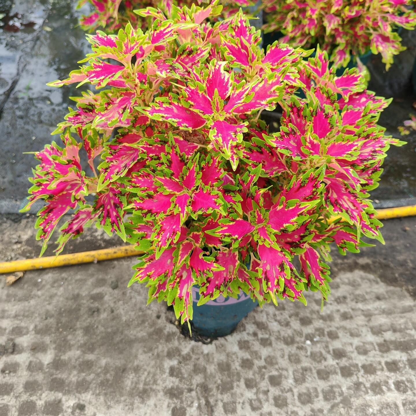 Coleus Seeds Butterfly color Red center green edge