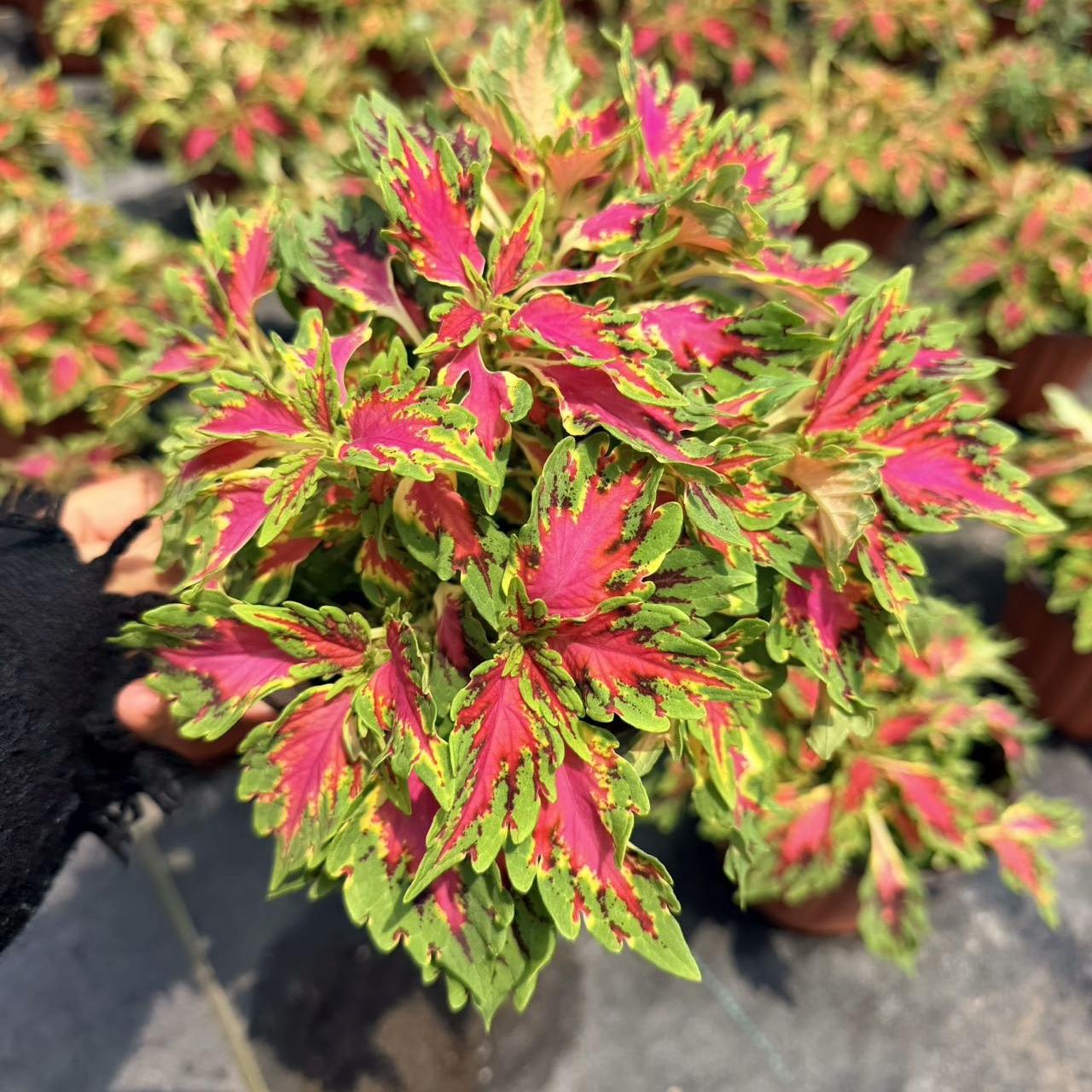 Coleus Seeds Butterfly color Red center green edge