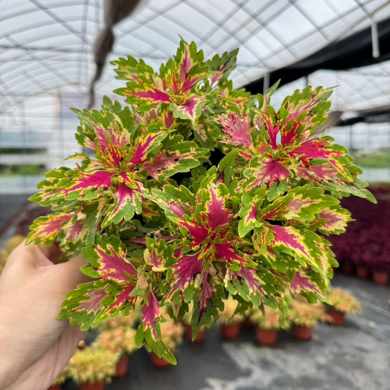 Coleus Seeds Butterfly color Red center green edge