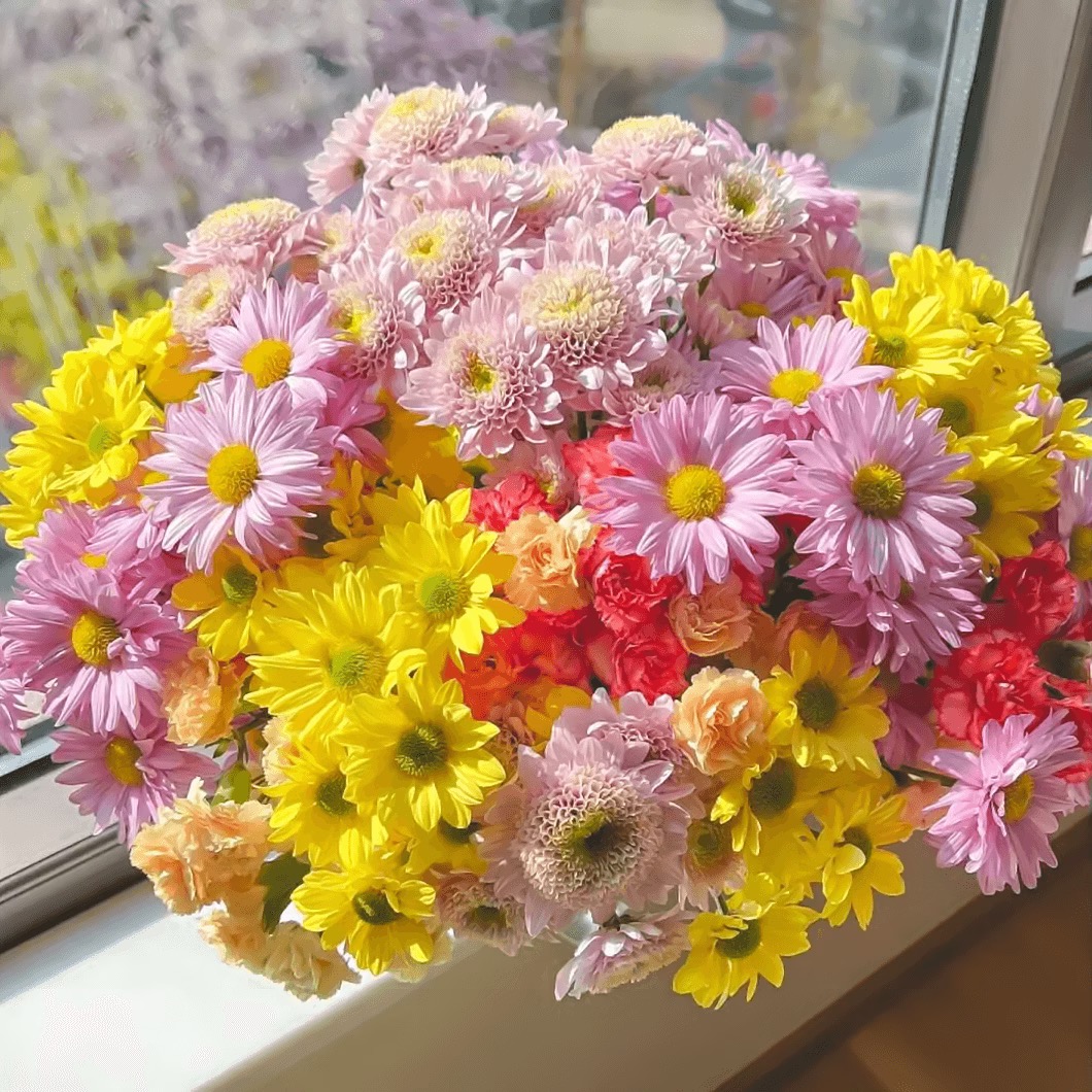 Daisy Seeds