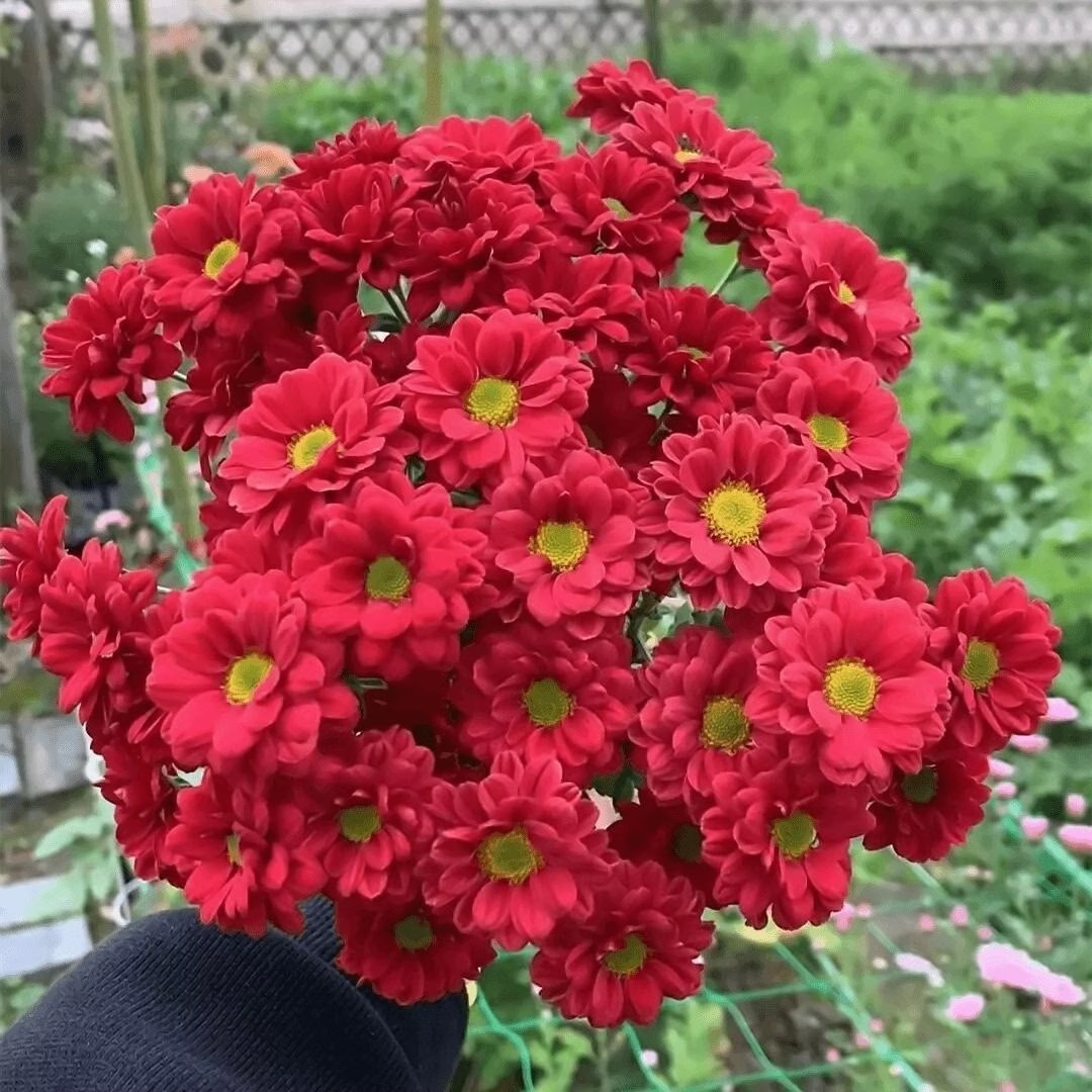 Daisy Seeds red