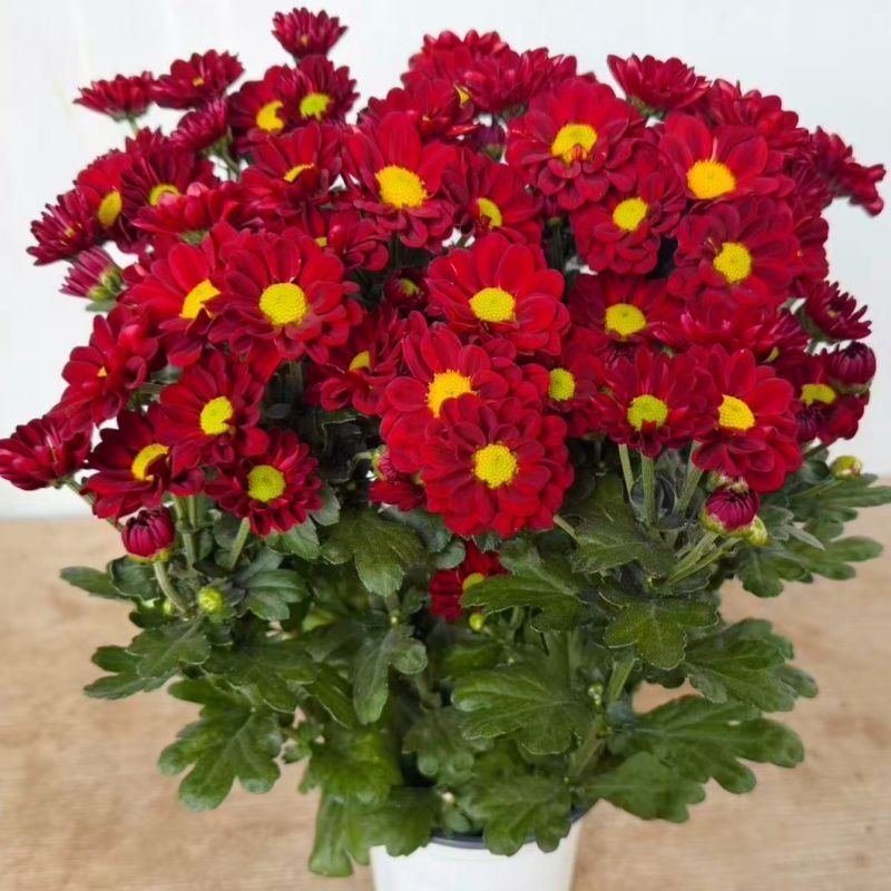 Daisy Seeds red