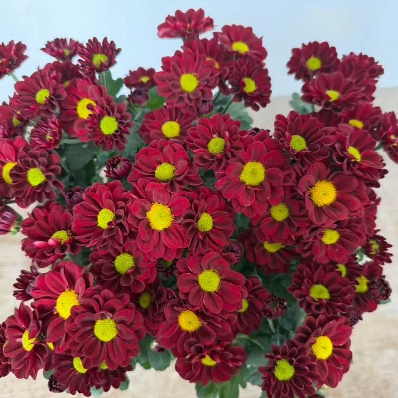 Daisy Seeds red