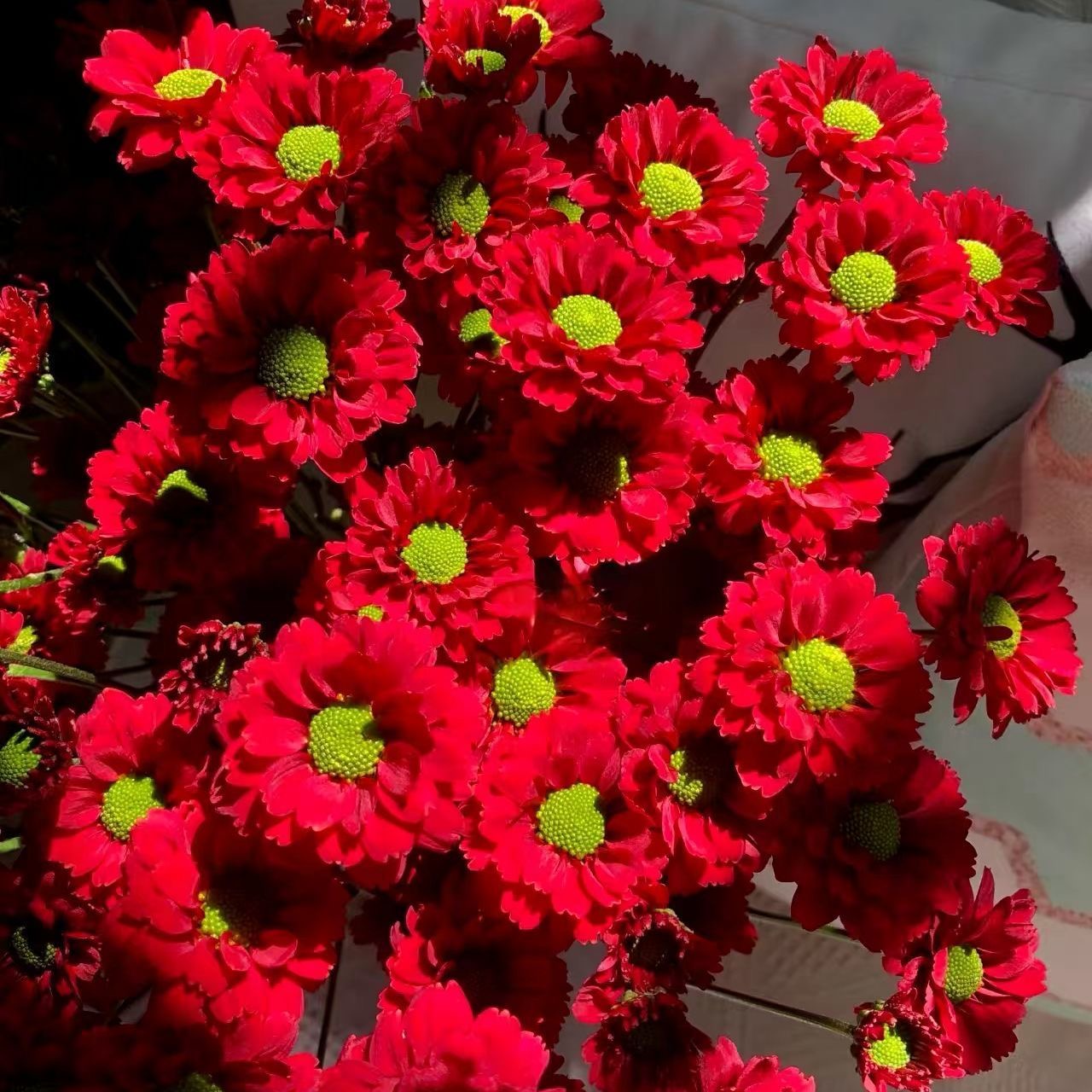 Daisy Seeds red