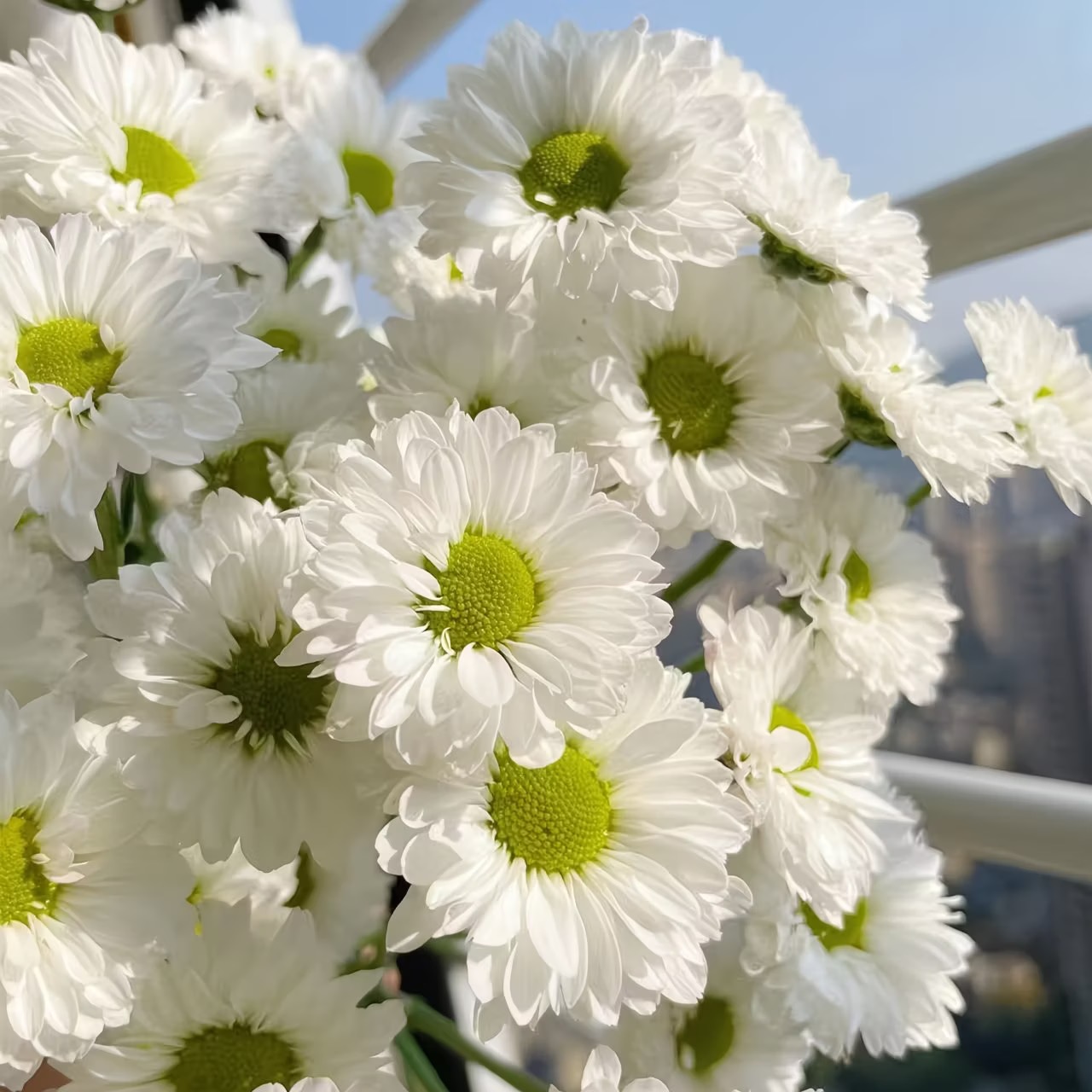Daisy Seeds white