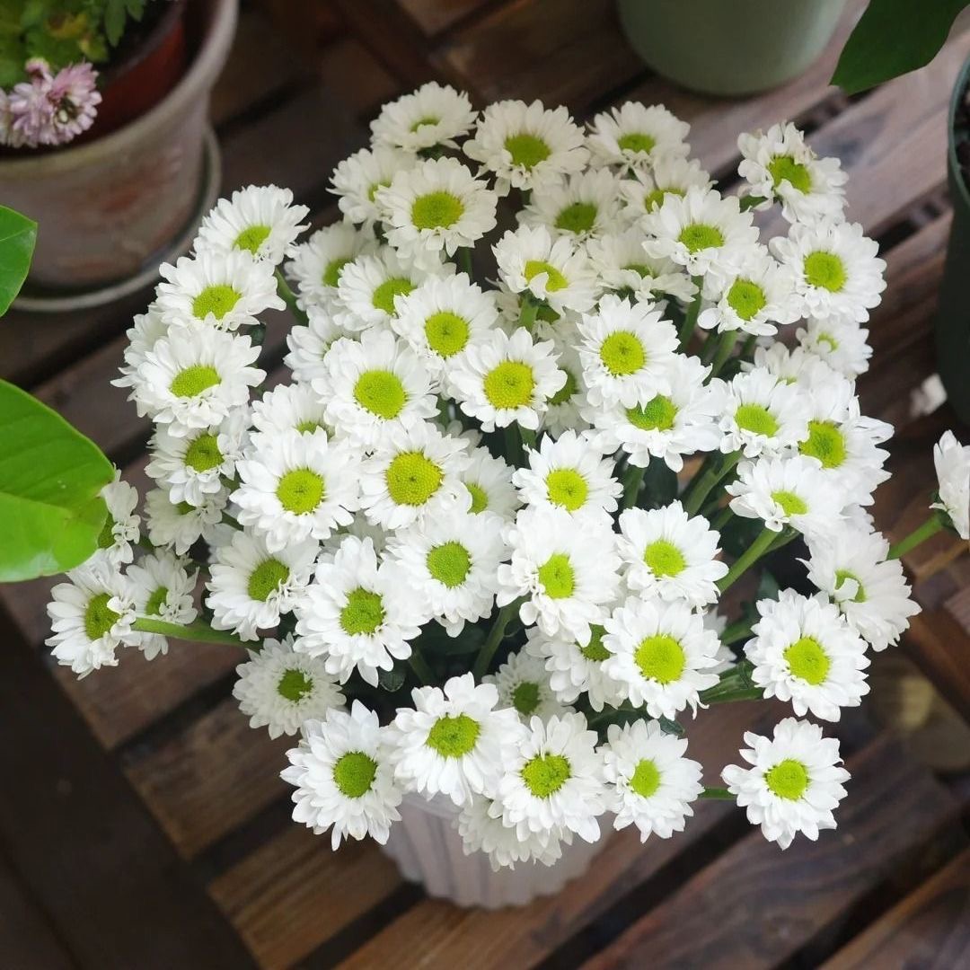 Daisy Seeds white