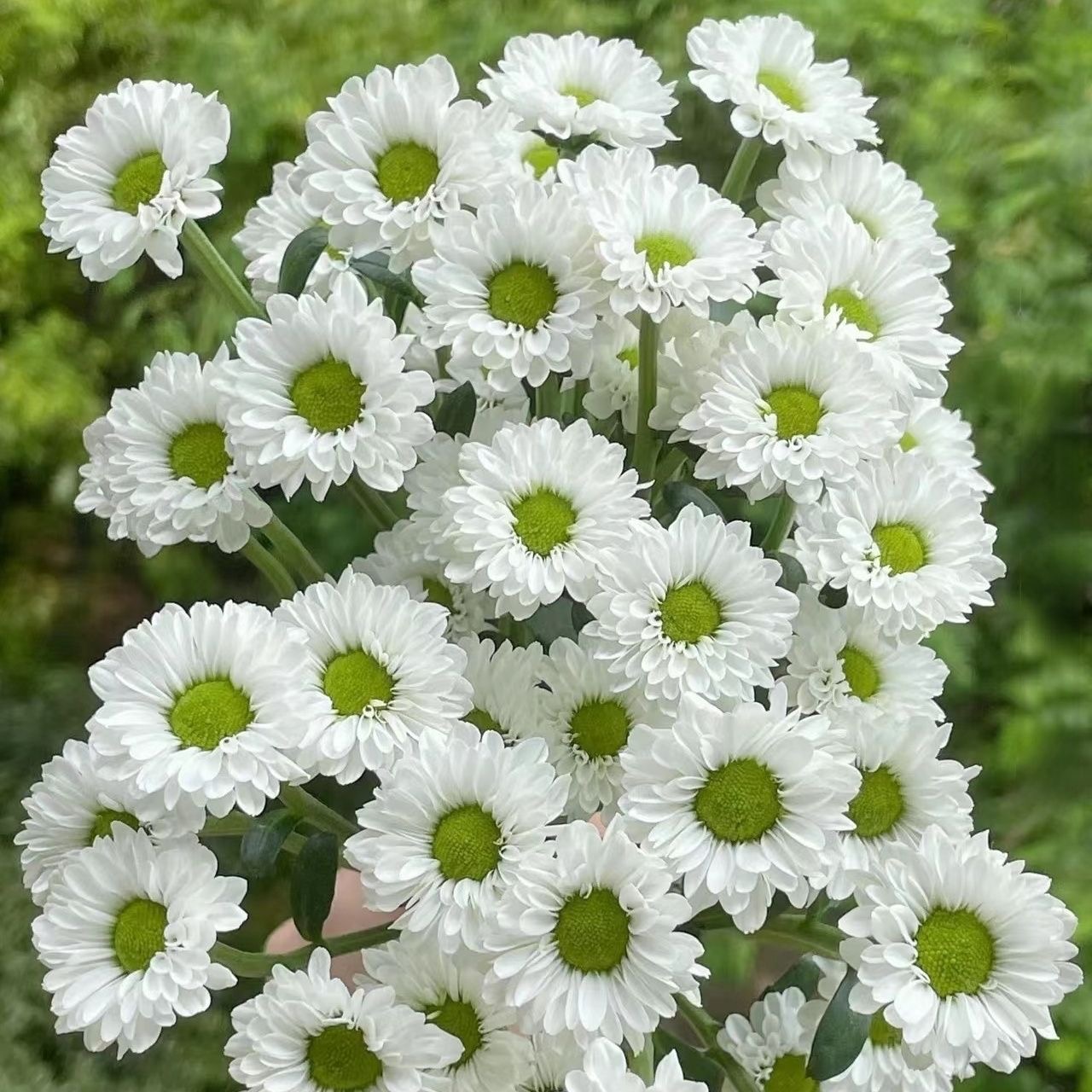 Daisy Seeds white