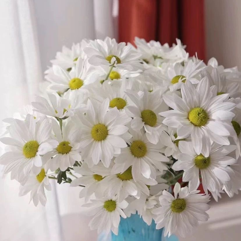 Daisy Seeds white