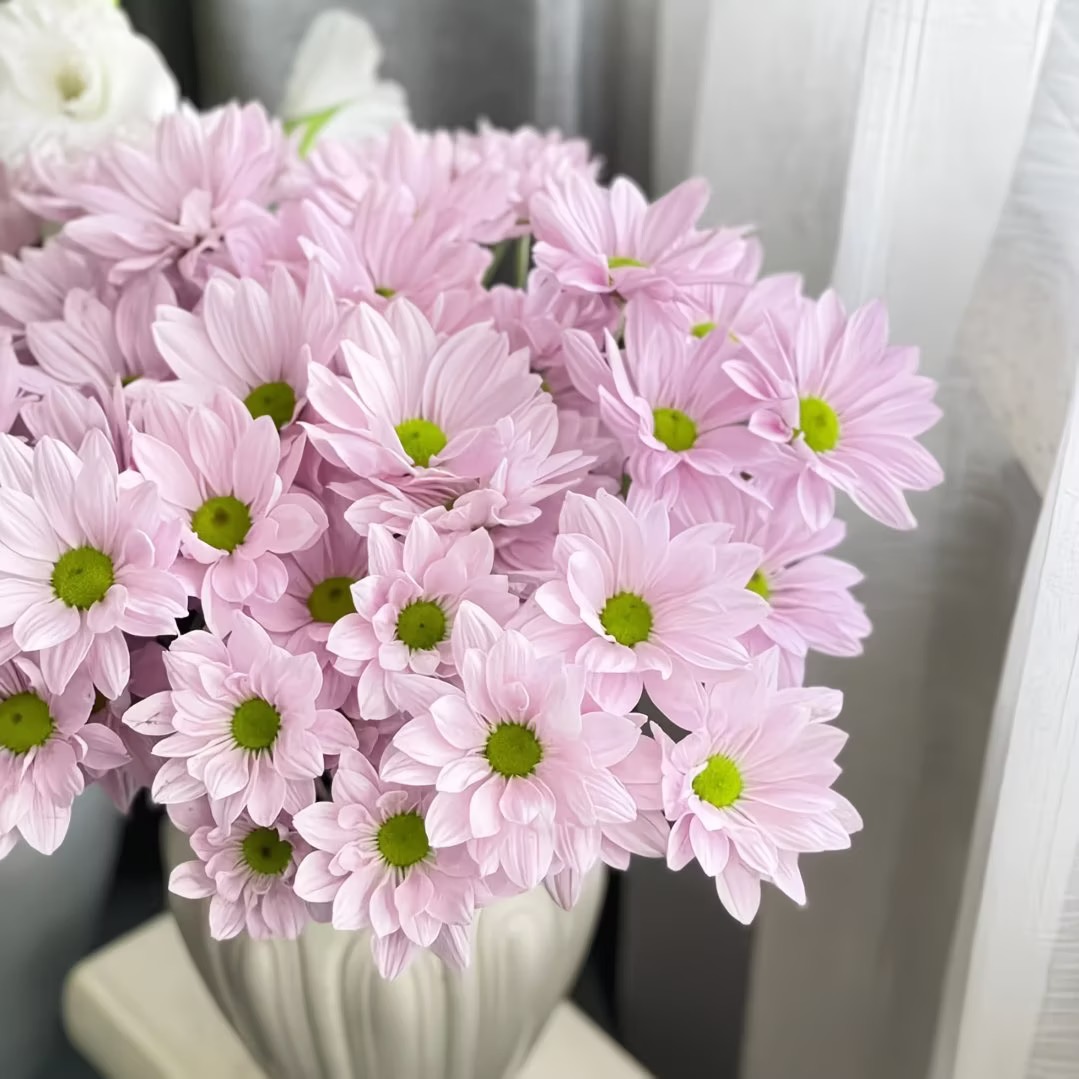 Daisy Seeds pink