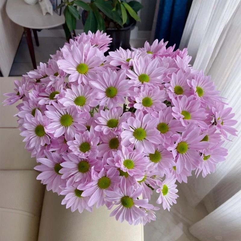 Daisy Seeds pink