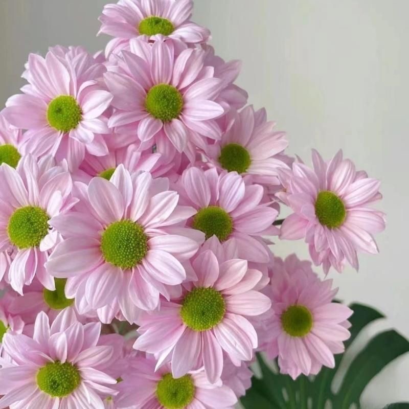 Daisy Seeds pink