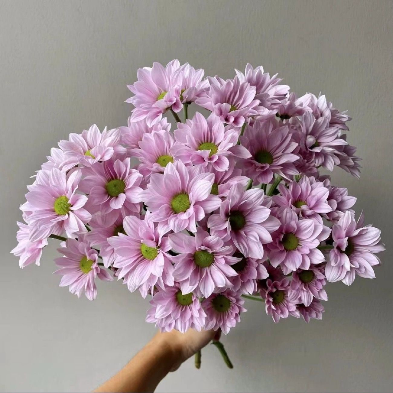 Daisy Seeds pink