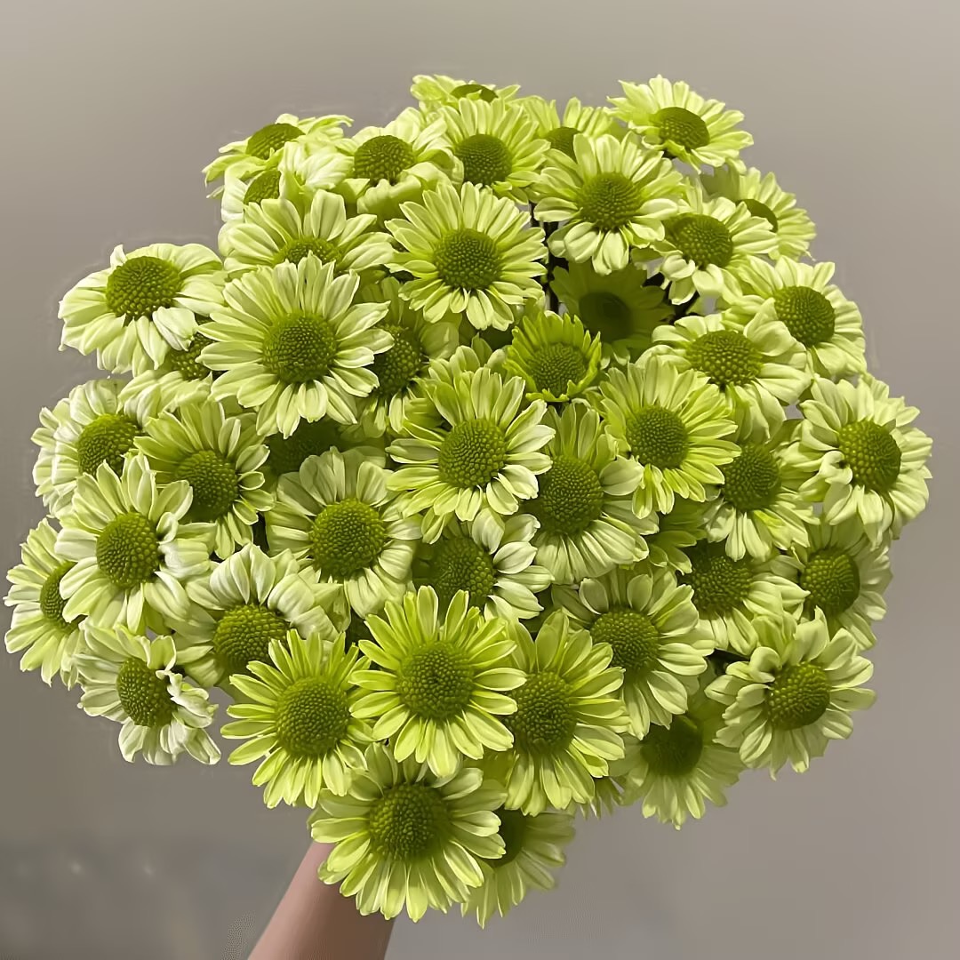 Daisy Seeds  color green
