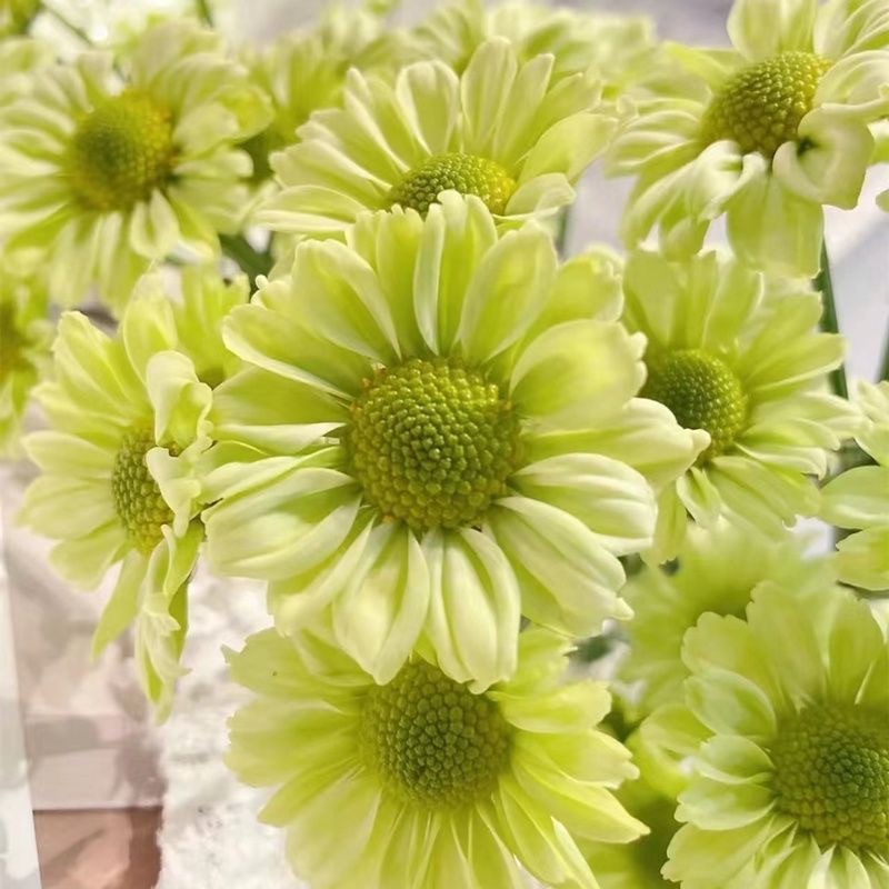 Daisy Seeds  color green