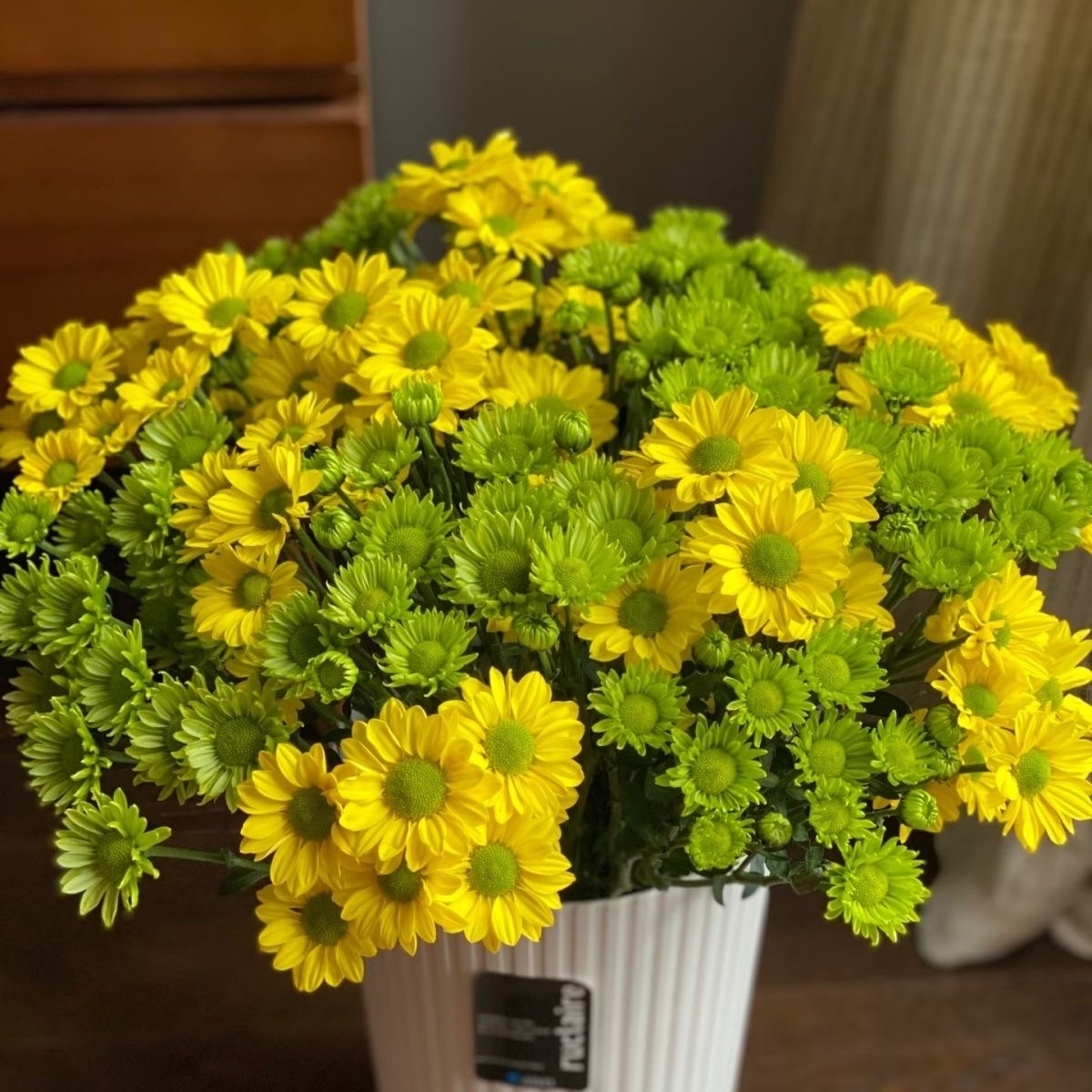 Daisy Seeds  color green